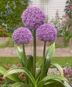 Allium / Prydløg “Party Balloons” – 27,95 kr/stk ved min. 3. stk. – 24,95 kr/stk ved min 10 stk.