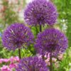Allium “Powder Puff” 4,00 kr/stk v./min 10 stk. – 3,79 kr/stk ved min.100 stk.