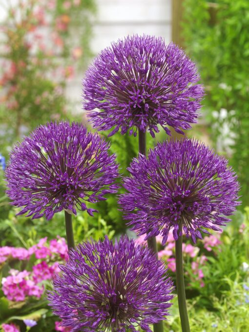 Allium “Powder Puff” 4,00 kr/stk v./min 10 stk. – 3,79 kr/stk ved min.100 stk.