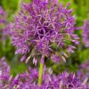 Allium Purple Rain Smukke og letdyrkede Allium. Køb billige prydløg på www.nemhjem.dk Blomsterløg til Danmarks bedste priser.