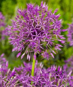 Allium “Purple Rain” 4,00 kr/stk v./min 10 stk. – 3,69 kr/stk ved min.100 stk.