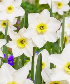 Tilbudspakke blomsterløg – “Vild med hvid 3” – skønne hvide blomster i mange varianter.