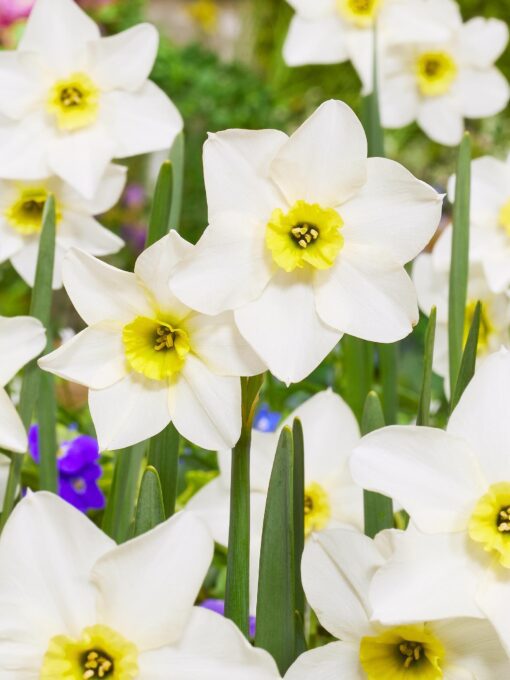 Påskelilje Lieke – Hvid/Gul med flere blomster pr. stilk – 10 stk. 39,- kr. 100 stk. 349 kr.