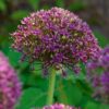Allium “Magic” (Str. 14/16) – 4,50 kr/stk v./min 10 stk.
