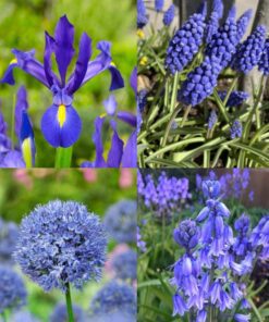 Blomsterløg pakketilbud Vild med blå. Tilbudspakke med blomsterløg til de fineste blå blomster. Køb på NemHjem.dk Dansk webshop.