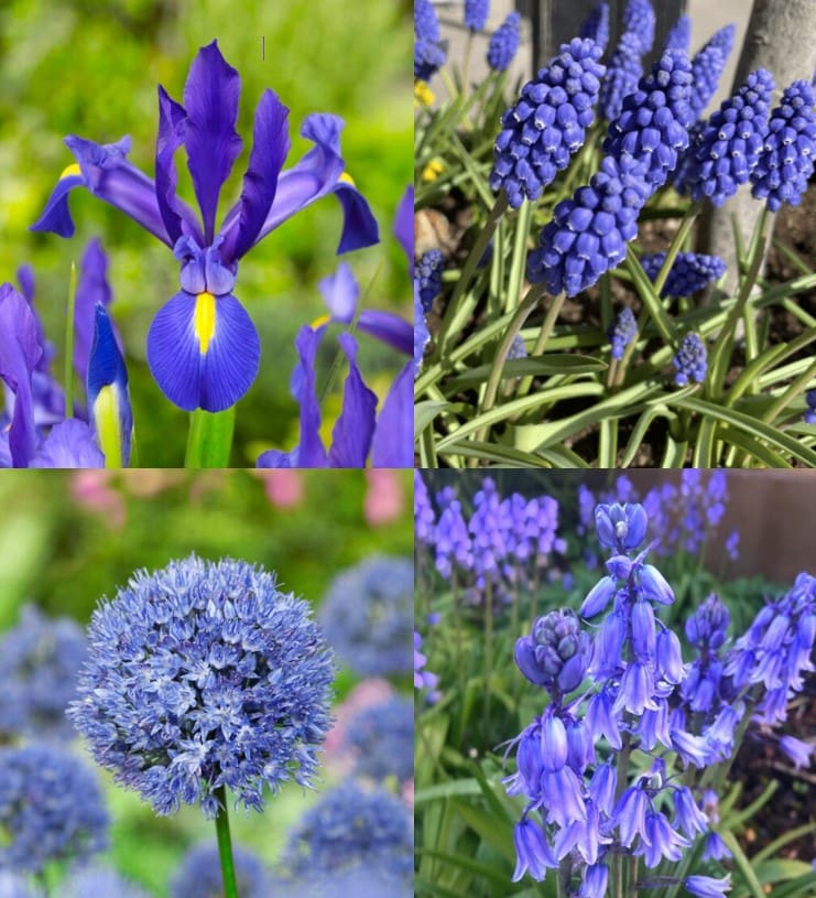 Tilbudspakke blomsterløg – “Vild med blå” – skønne blå blomster. 100 stk blomsterløg.