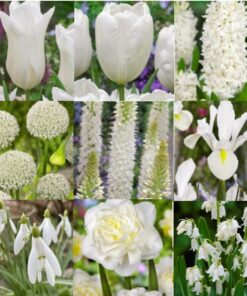 Tilbudspakke blomsterløg – “Vild med hvid” – skønne hvide blomster i mange varianter.