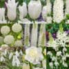 Tilbudspakke blomsterløg – “Vild med hvid” – skønne hvide blomster i mange varianter.