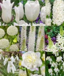 Tilbudspakke blomsterløg – “Vild med hvid” – skønne hvide blomster i mange varianter.