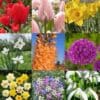 Stor blomsterpakke “Flerårig blomsterglæde” – 264 stk. blomsterløg og -knolde i tilbudspakke.