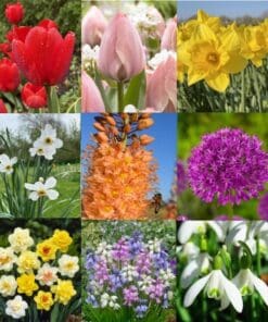 Stor blomsterpakke “Flerårig blomsterglæde” – 264 stk. blomsterløg og -knolde i tilbudspakke.
