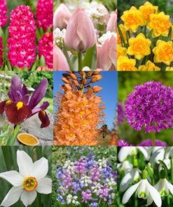 Stor blomsterpakke “Flerårig blomsterglæde” – 364 stk. blomsterløg og -knolde i tilbudspakke.