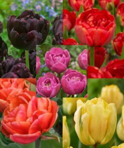 Tulipanløg Pakketilbud med Dobbelttulipaner – 5 smukke varienter. 100 stk tulipanløg