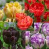 Tulipanløg pakketilbud 2 med dobbelttulipaner. 5 smukke varianter af de fineste pæonblomstrende tulipaner. Køb på NemHjem.dk