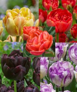 Pakketilbud - Forårsblomster