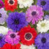 Anemoner St. Brigid mix – Løgstr. 5/6 til – KUN 1,25 KR/STK UANSET ANTAL