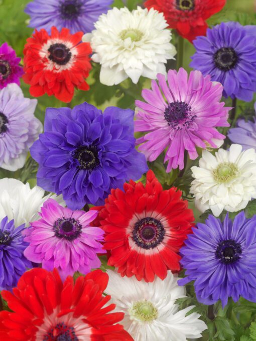 Anemoner St. Brigid mix – Løgstr. 5/6 til – KUN 1,25 KR/STK UANSET ANTAL