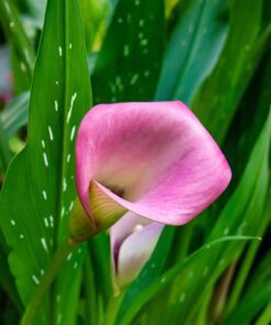 Calla / Zantedeschia – “Peters pride” knolde str. 16/18: 17,95 kr. v/3 stk 15,95 kr. v/10 stk