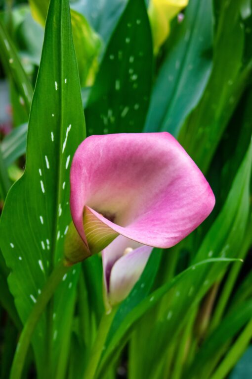 Calla / Zantedeschia – “Peters pride” knolde str. 16/18