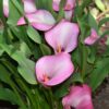 Calla / Zantedeschia – “Peters pride” knolde str. 16/18: 17,95 kr. v/3 stk 15,95 kr. v/10 stk