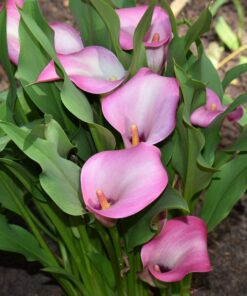 Calla / Zantedeschia – “Peters pride” knolde str. 16/18: 17,95 kr. v/3 stk 15,95 kr. v/10 stk