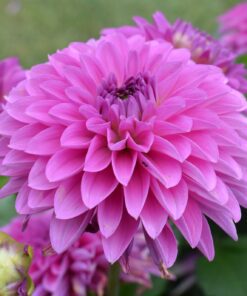 Dahlia “Elma E / Elma Elizabeth” – Str. 1 – 21,95 kr. v/3 stk 19,95 kr. v/10 stk