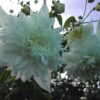 Dahlia – “Imperialis Double White” Hvid Træ-dahlia – Kæmpe dahlia. Kun 26,95 kr v/3 stk.