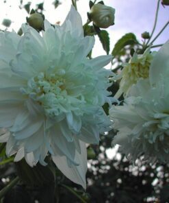 Dahlia – “Imperialis Double White” Hvid Træ-dahlia – Kæmpe dahlia. Kun 26,95 kr v/3 stk.