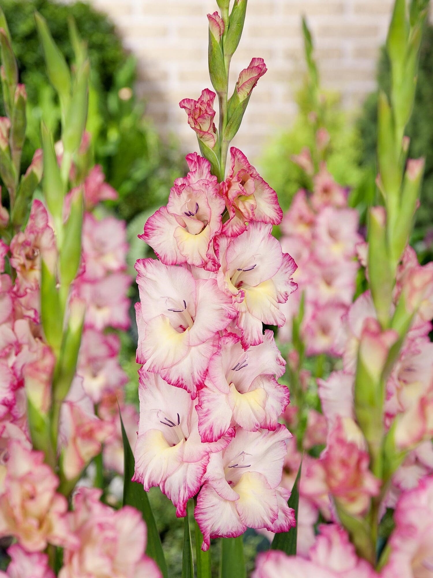 Rosa/ Lys gul Gladiolus - Priscilla 2,75 kr. v/25 stk 2,25 kr. v/100 stk - Prisgaranti på Blomsterløg