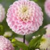 Dahlia “Wizard of Oz”. 24,95 kr. v/3 stk 22,95 kr. v/10 stk