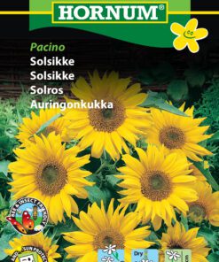 Solsikke frø – Lave solsikker med flere blomsterhoveder “Pacino” – Blomsterfrø