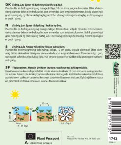 Solsikke frø – Lave solsikker med flere blomsterhoveder “Pacino” – Blomsterfrø