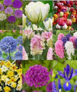 Haven: Blomsterløg, Frø og tilbehør