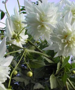 Dahlia – “Imperialis Double White” Hvid Træ-dahlia – Kæmpe dahlia. Kun 26,95 kr v/3 stk.