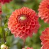 Dahlia “Safe Shot” Ball Dahlia. 24,95 kr. v/3 stk 22,95 kr. v/10 stk