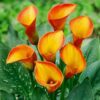 Calla “Morning Sun” – Calla knolde str. 16/18: 17,95 kr. v/3 stk 15,95 kr. v/10 stk