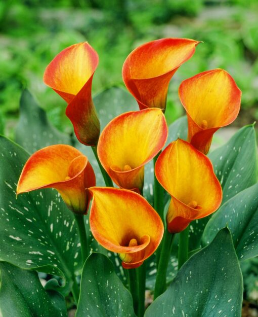 Calla “Morning Sun” – Calla knolde str. 16/18