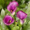 Calla “Capitola” – Calla knolde str. 16/18