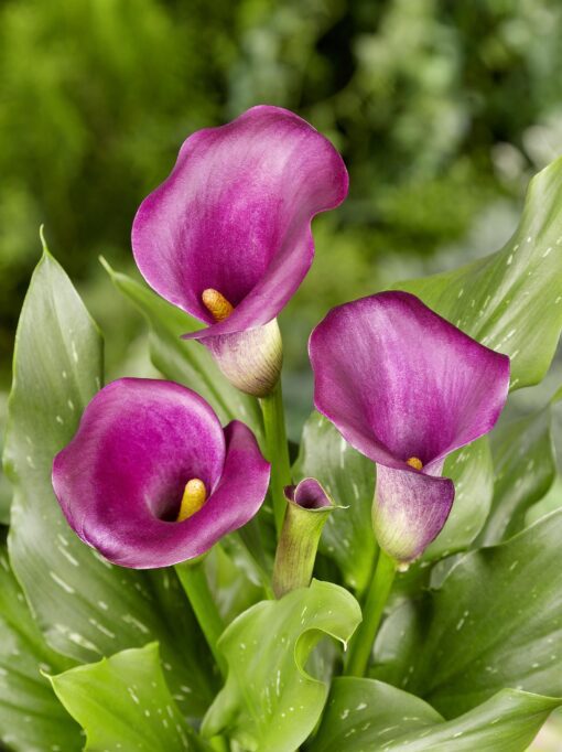 Calla “Capitola” – Calla knolde str. 16/18