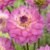Dahlia Åkandetype – “Miss Delilah”. TILBUD: 20,- KR