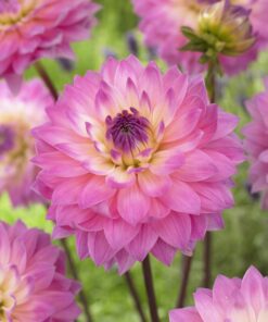 Dahlia Miss Delilah ligner en åkande. Afhængig af placering og jordtype kan den blomstre i lyserødt, men på andre tidspunkter som en mørk lyserød blomst.