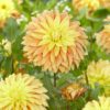 Dahlia – Blushing Lady. 24,95 kr. v/3 stk 22,95 kr. v/10 stk