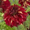 Dahlia “Bohemian Spartacus” – Storblomstrende dahlia. 24,95 kr. v/3 stk 22,95 kr. v/10 stk