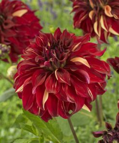 Dahlia “Bohemian Spartacus” – Storblomstrende dahlia. 24,95 kr. v/3 stk 22,95 kr. v/10 stk