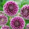 Dahlia Edinburgh – Tofarvede blomster. 24,95 kr. v/3 stk 22,95 kr. v/10 stk