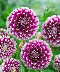 Dahlia Edinburgh – Tofarvede blomster. 24,95 kr. v/3 stk 22,95 kr. v/10 stk