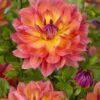 Dahlia “Firepot”. Skønne varme farver. 24,95 kr. v/3 stk 22,95 kr. v/10 stk
