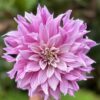 Dahlia “Labyrinth Two Tone” – Tofarvet. 24,95 kr. v/3 stk 22,95 kr. v/10 stk