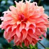 Dahlia “Labyrinth” – Tofarvet dinnerplate dahlia. 24,95 kr. v/3 stk 22,95 kr. v/10 stk