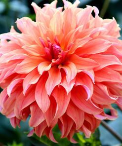 Dahlia Labyrinth til Dnamarks bedste pris. Billige dahlia knolde købes på NemHjem.dk Dansk Webshop.